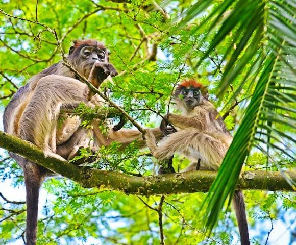 Kibale National Park