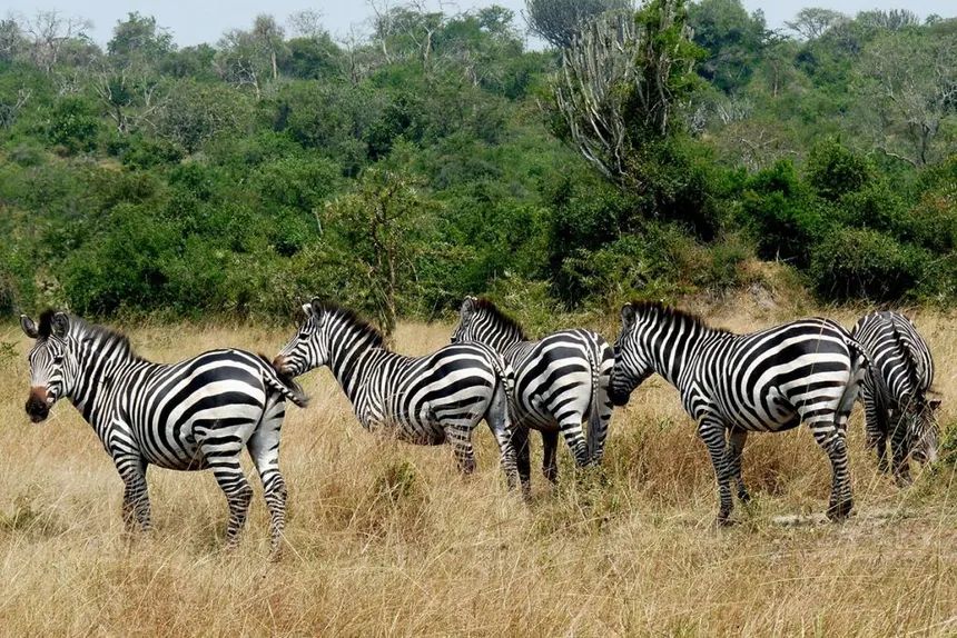 Lake Mburo National Park