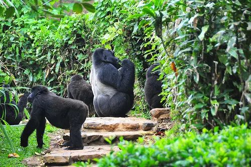 Mgahinga Gorilla National Park