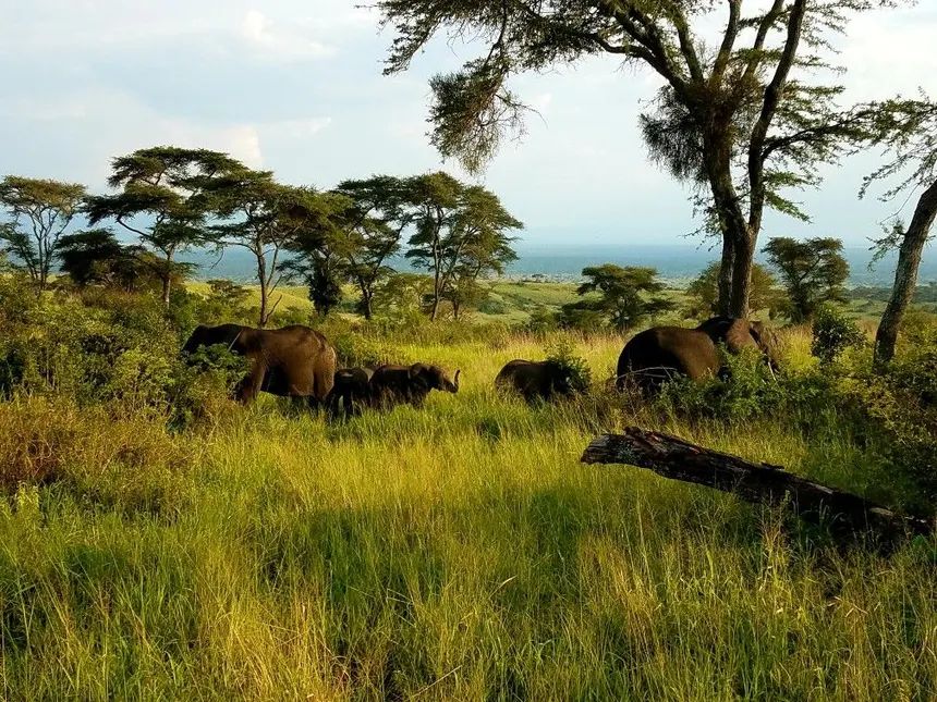 Queen Elizabeth National Park