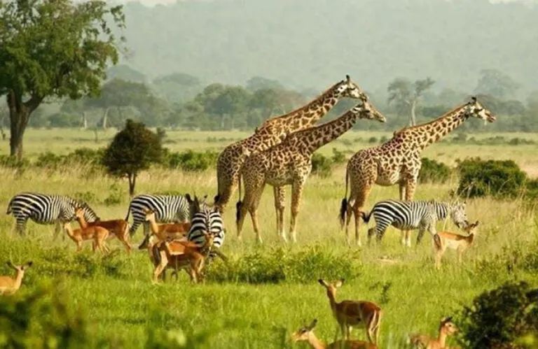 Semuliki National Park